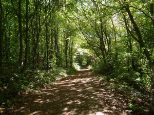 Image of Friston Forest Pathway