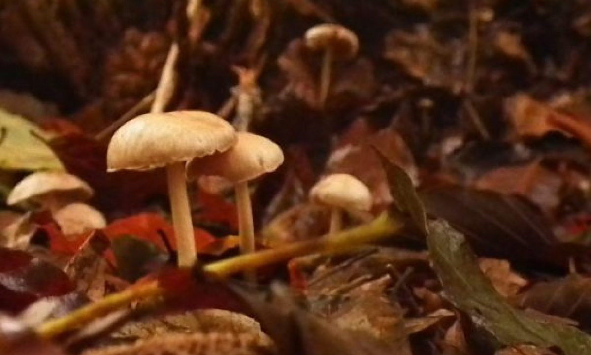 Image of Fungi appearing to lean against each other