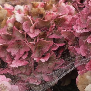 Hydrangeas with Cobwebs