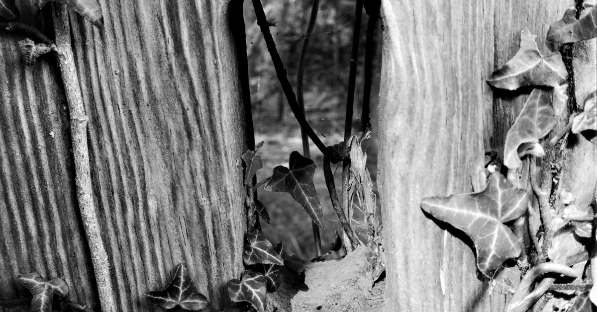 Ivy on Old Wood