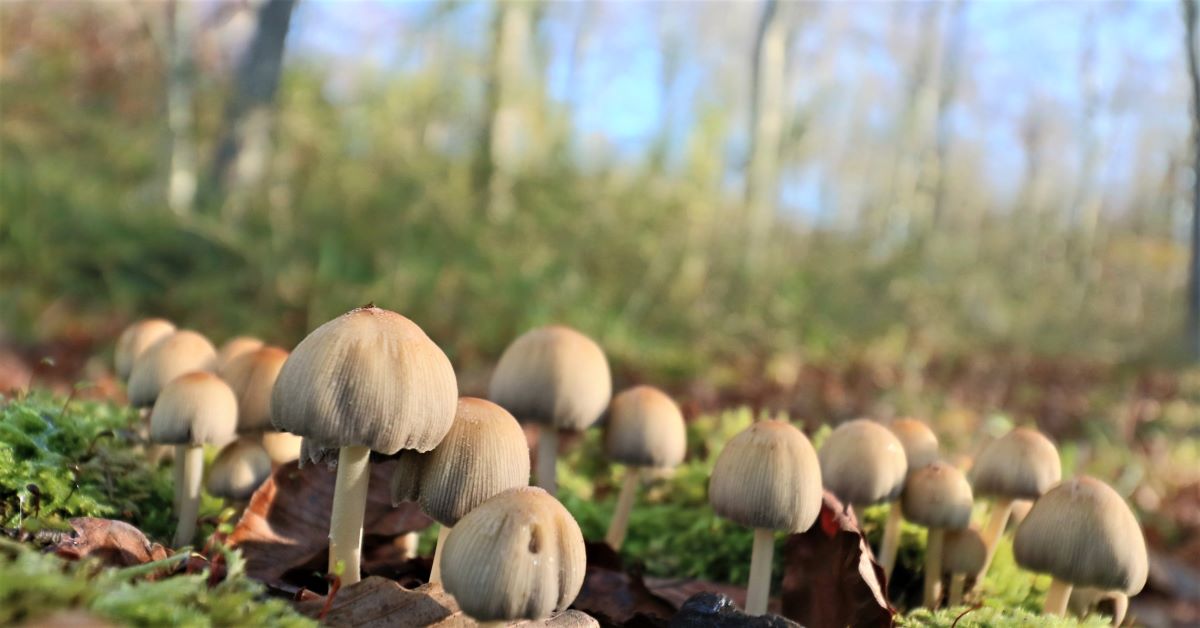 Friston Forest Fungi