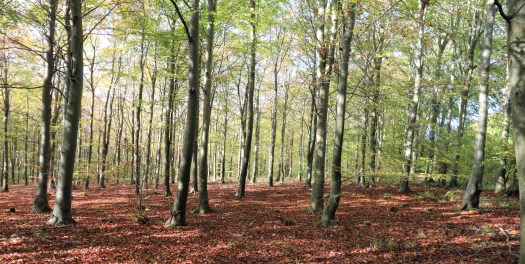 Friston Forest Trees