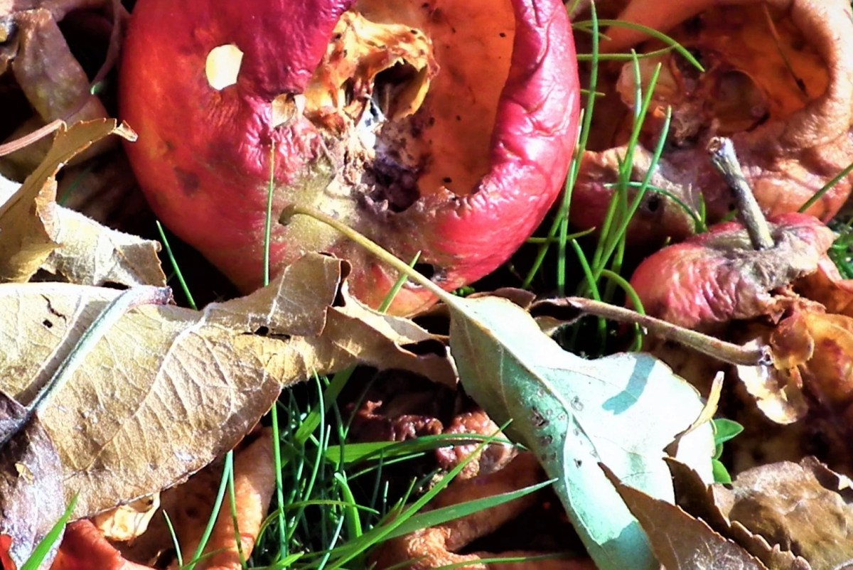 Rotten apples symbolic of rotten leadership.