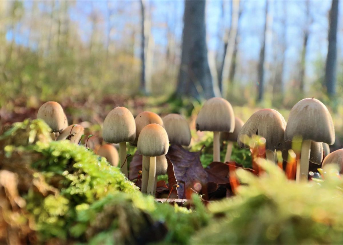 Image of a fungi gathering