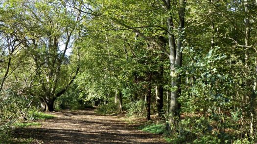 Friston Forest Path