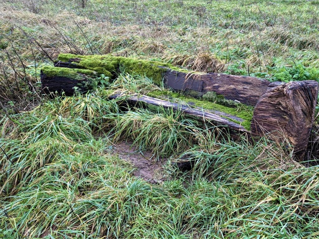 Bench being quietly reclaimed by nature.