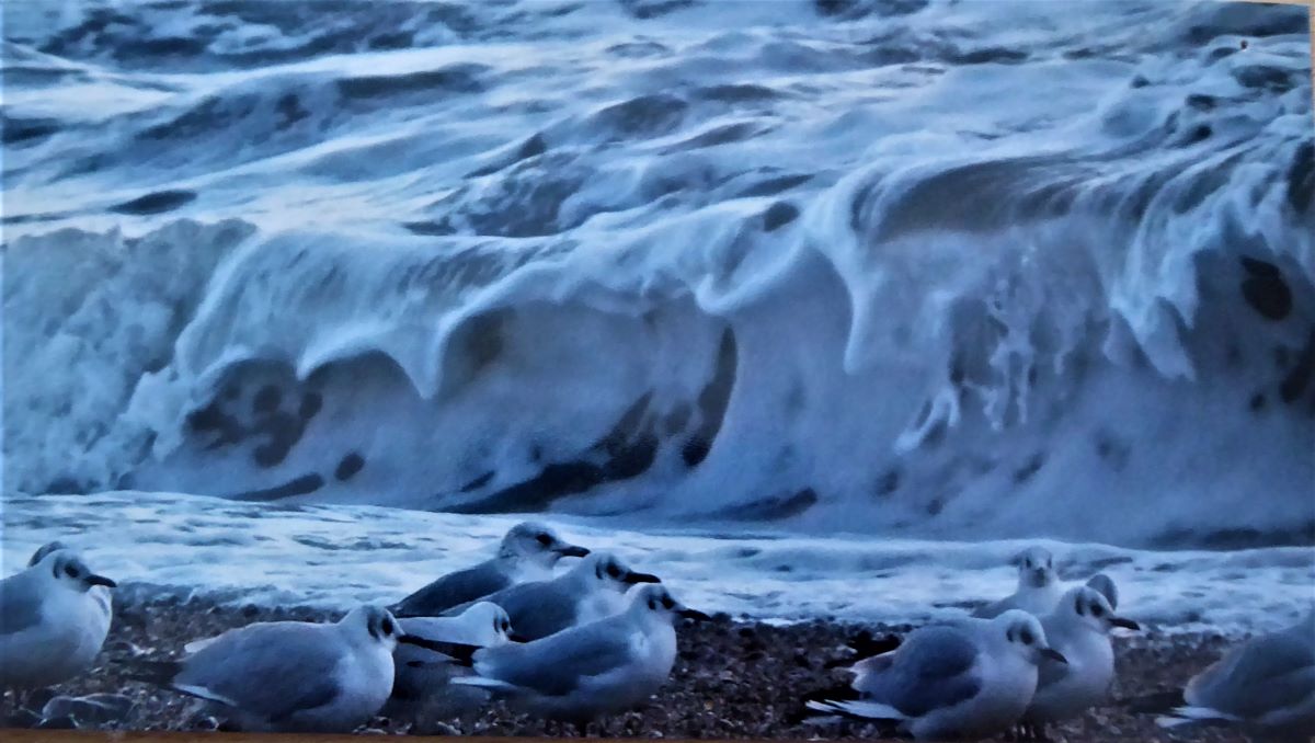 A photograph of seagulls by the Saltdean surf