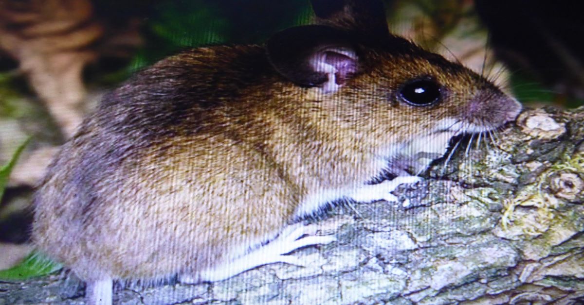 Wood Mouse (alive) Image