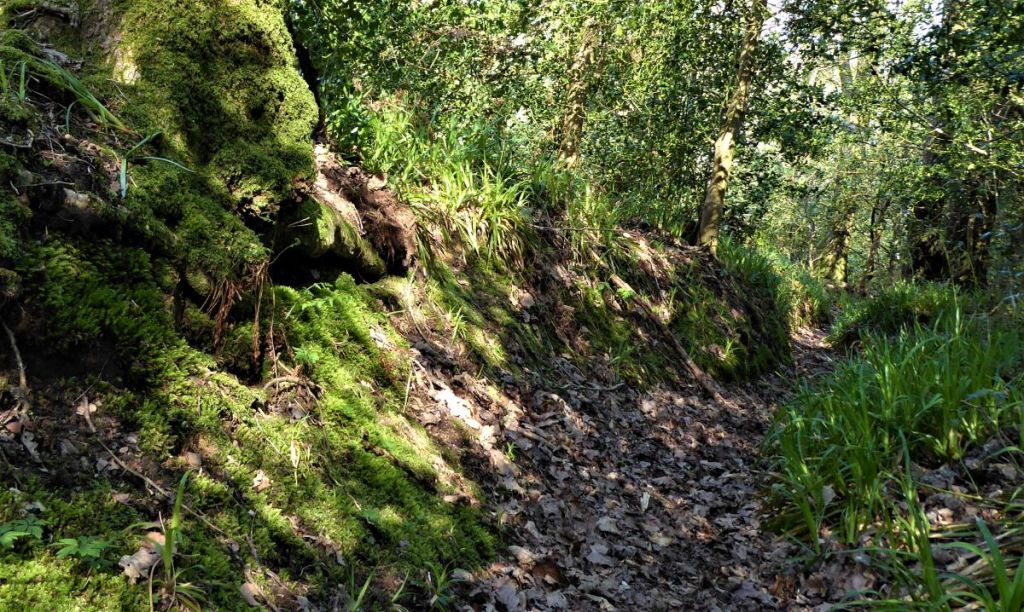 Bridford Wood - Footpath less travelled