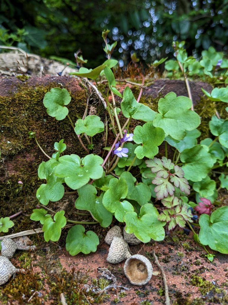 More plants growing on a old brick wall