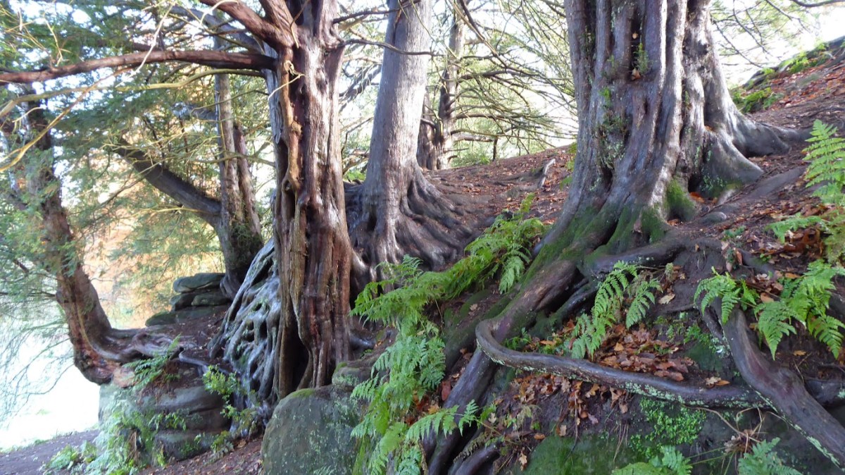 Yew trees embracing the sandstone outcrop