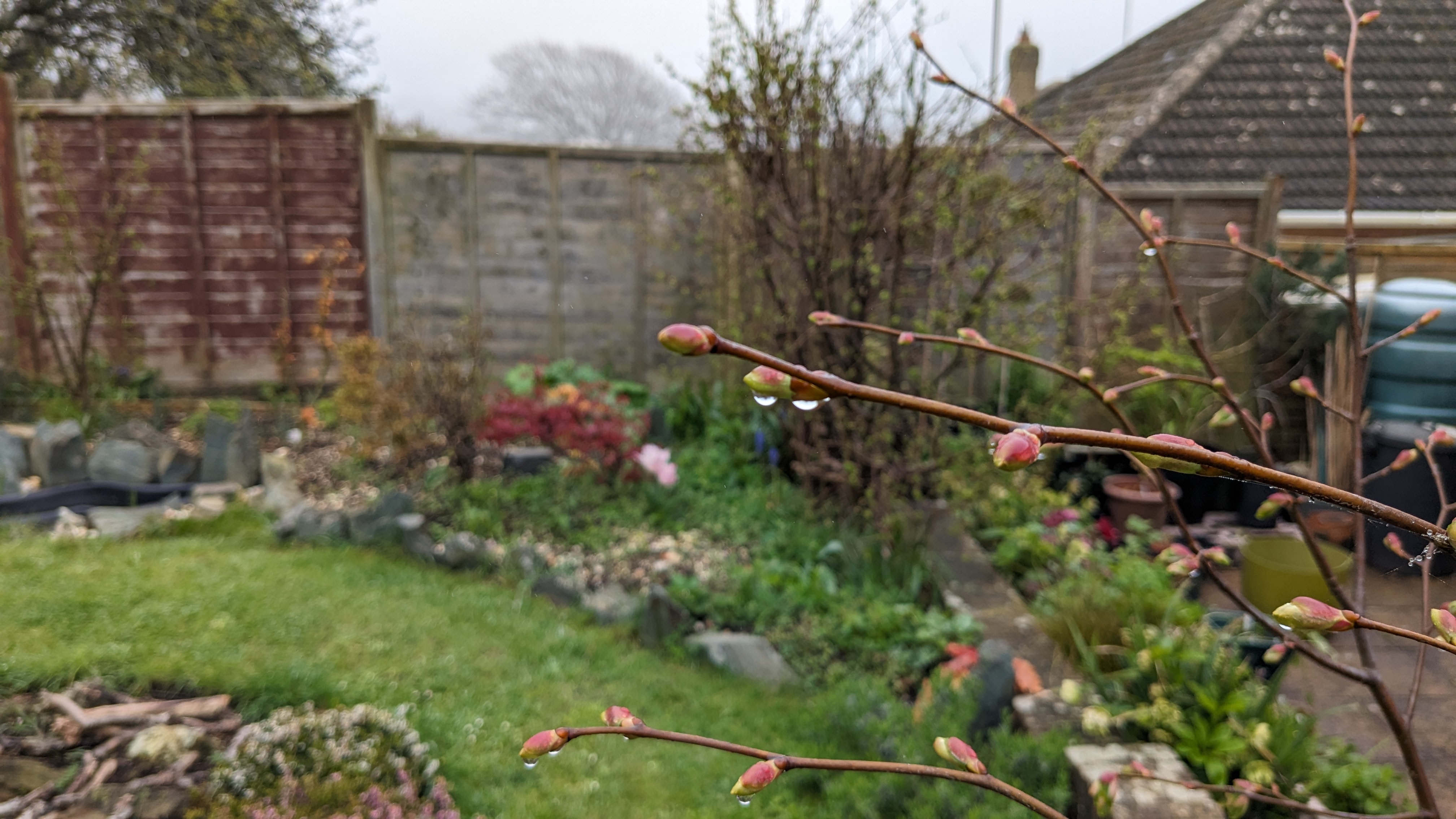 Photograph of the Linden tree taken 10th April 2024