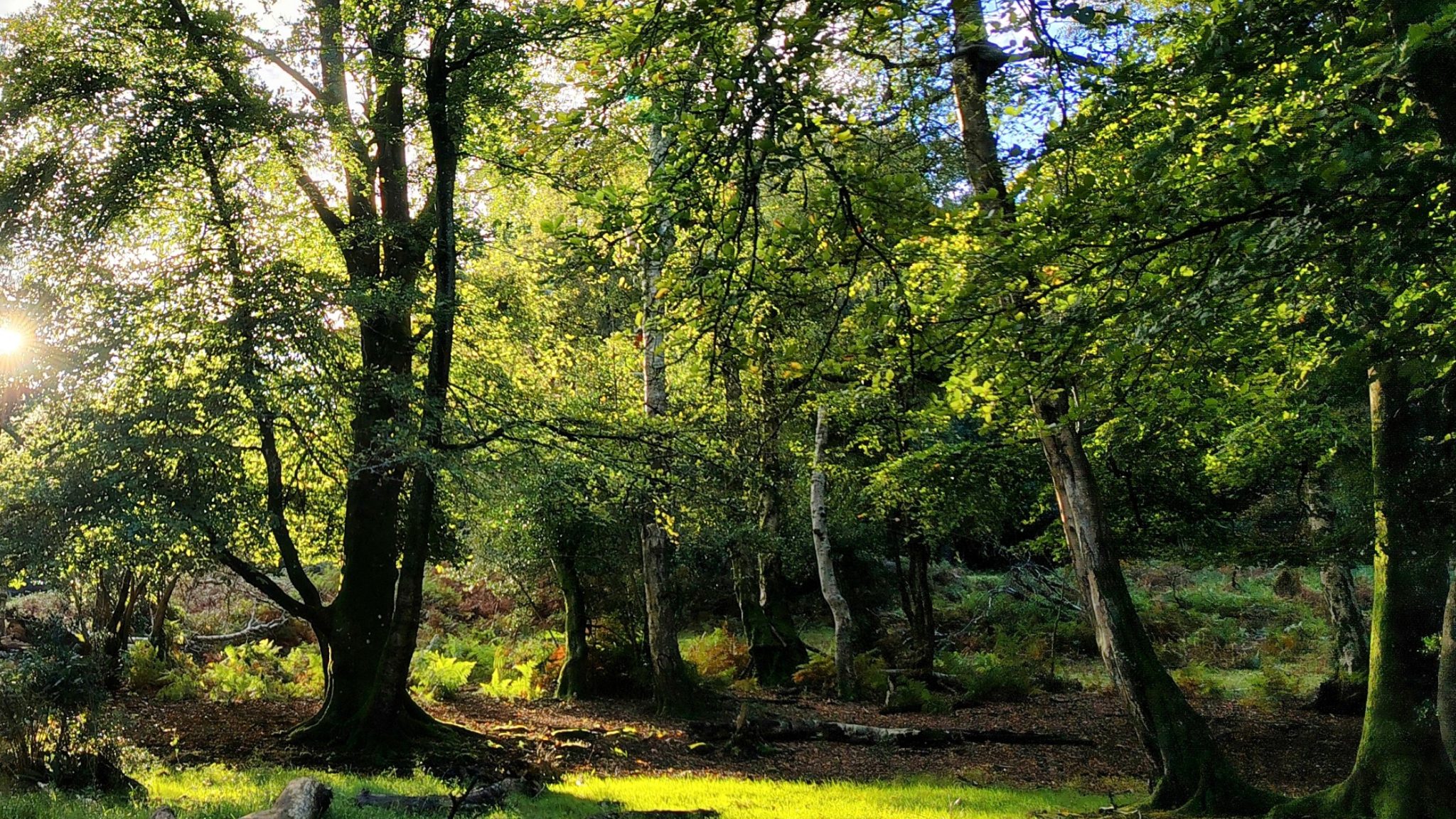 New Forest Old Memories – Woodlanddecay