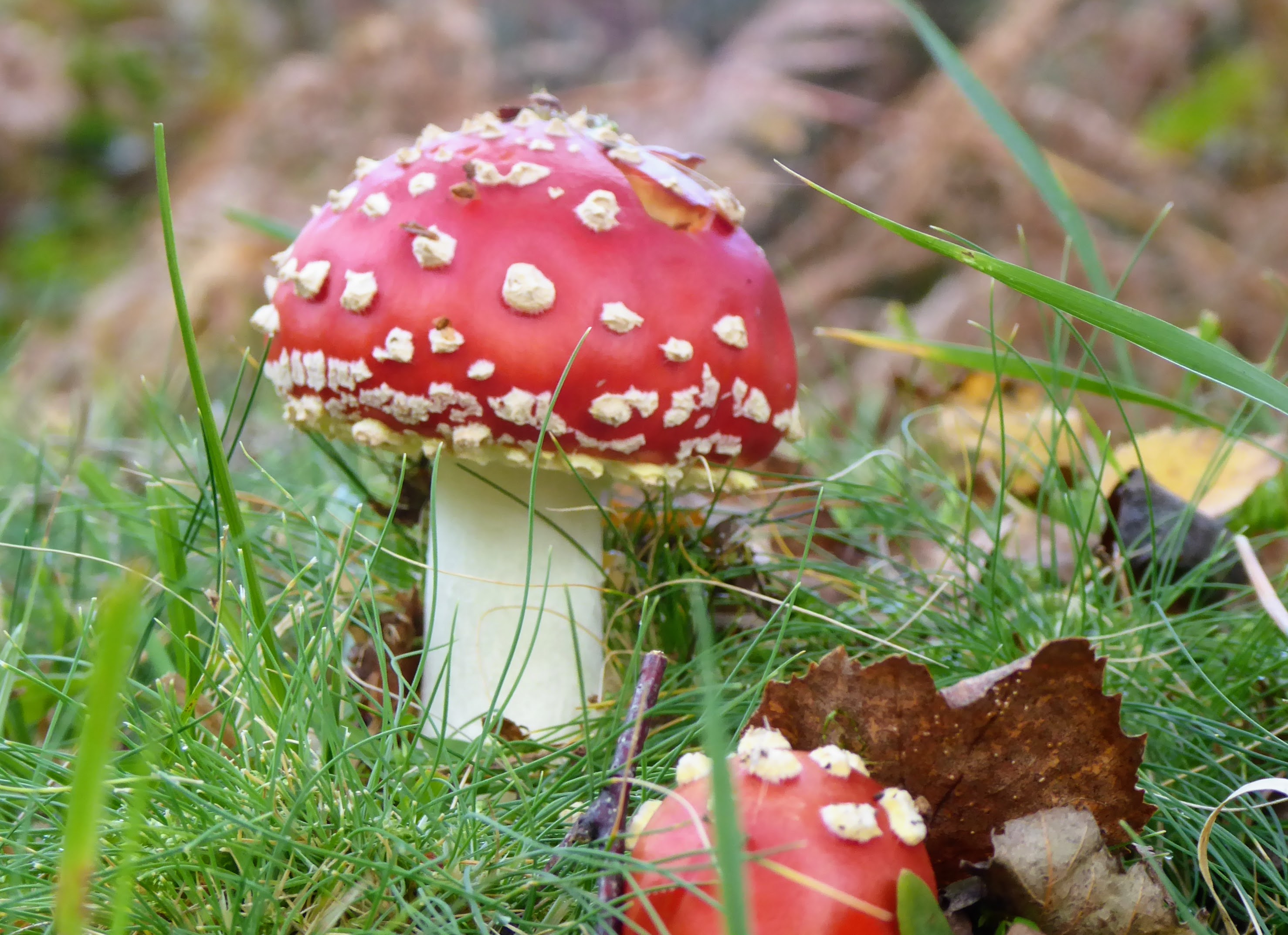 A young Fly Agaric mushroom recently emerged